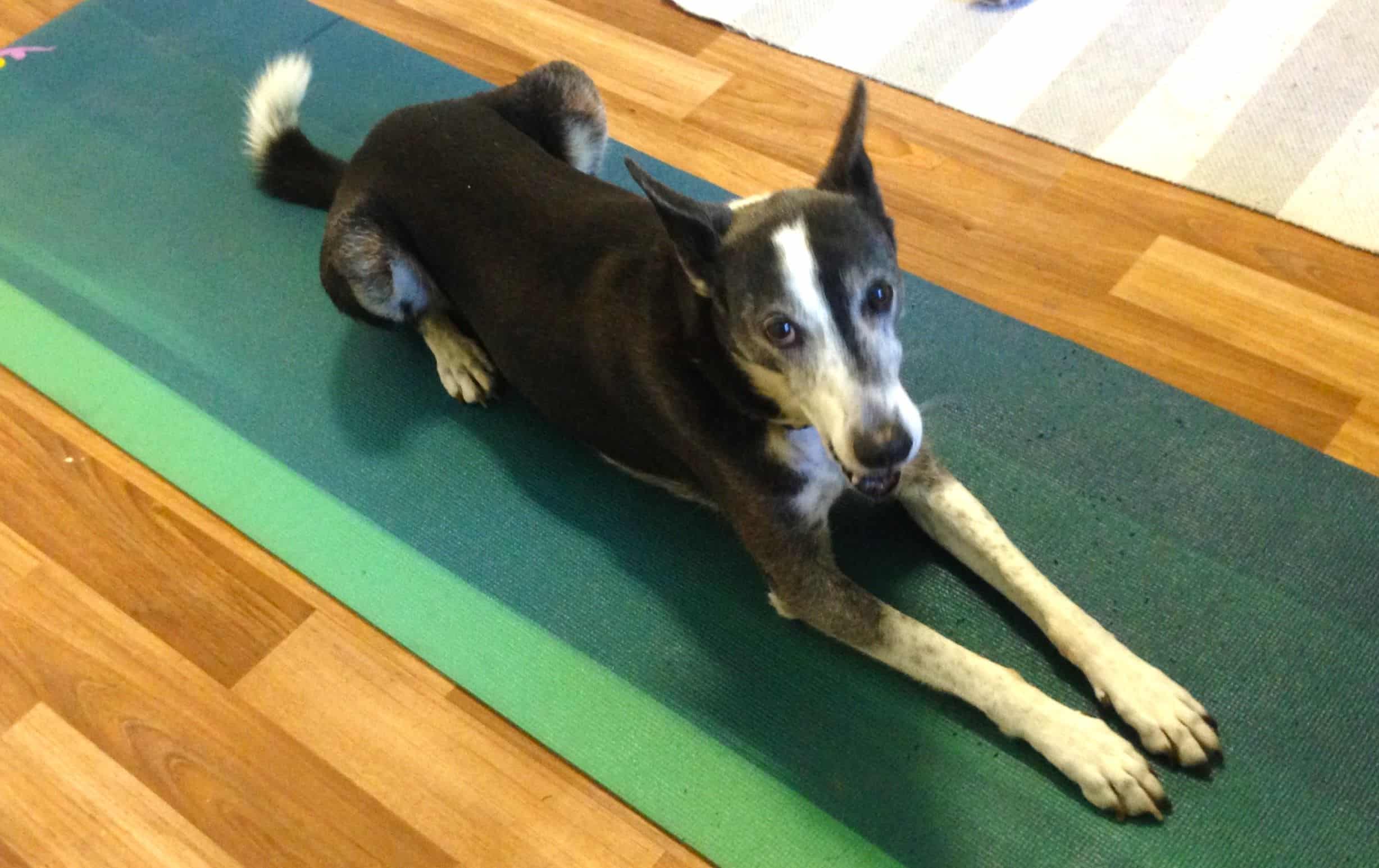Black and white saluki-cross rescue dog scared of thunder lying on yoga mat looking up at owner