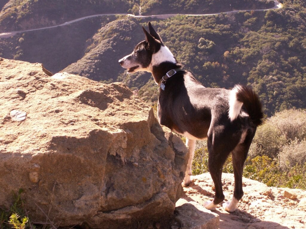 Black and white saluki-cross rescue dog standing in front of large rock looking out into bushy sandy canyon