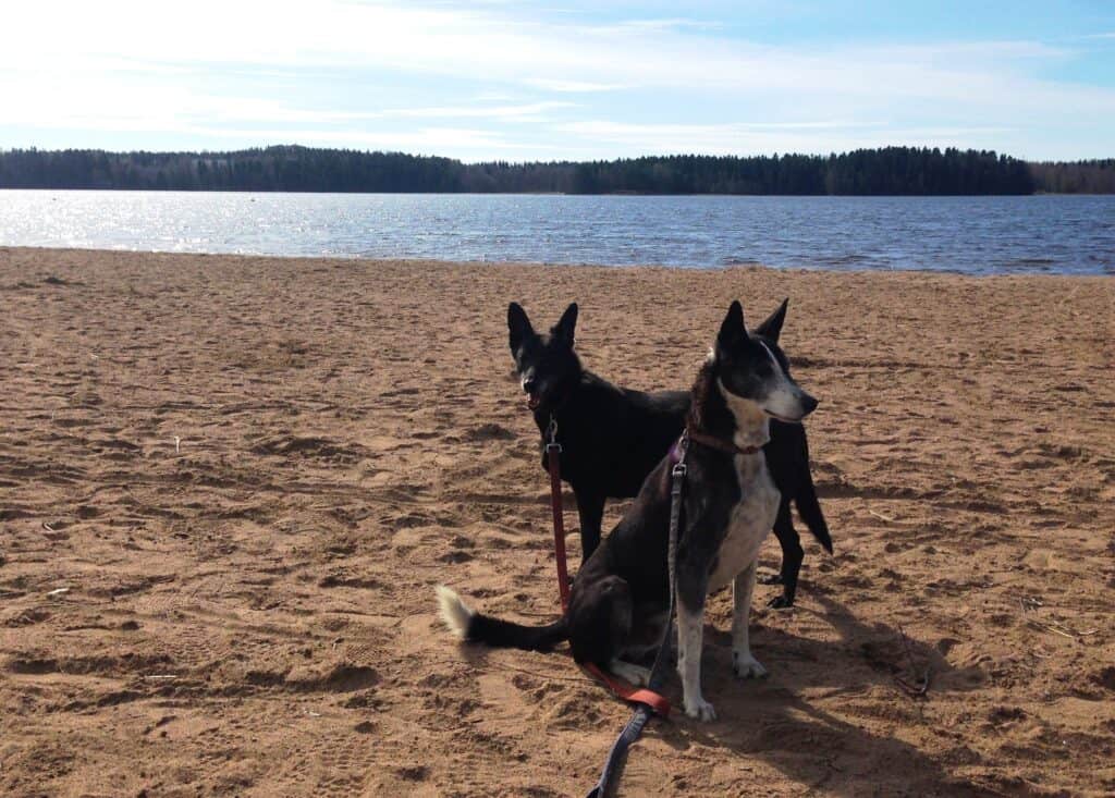 Medium size black dog standing and medium size black and white dog sitting in front of her on sandy beach with lake and trees behind