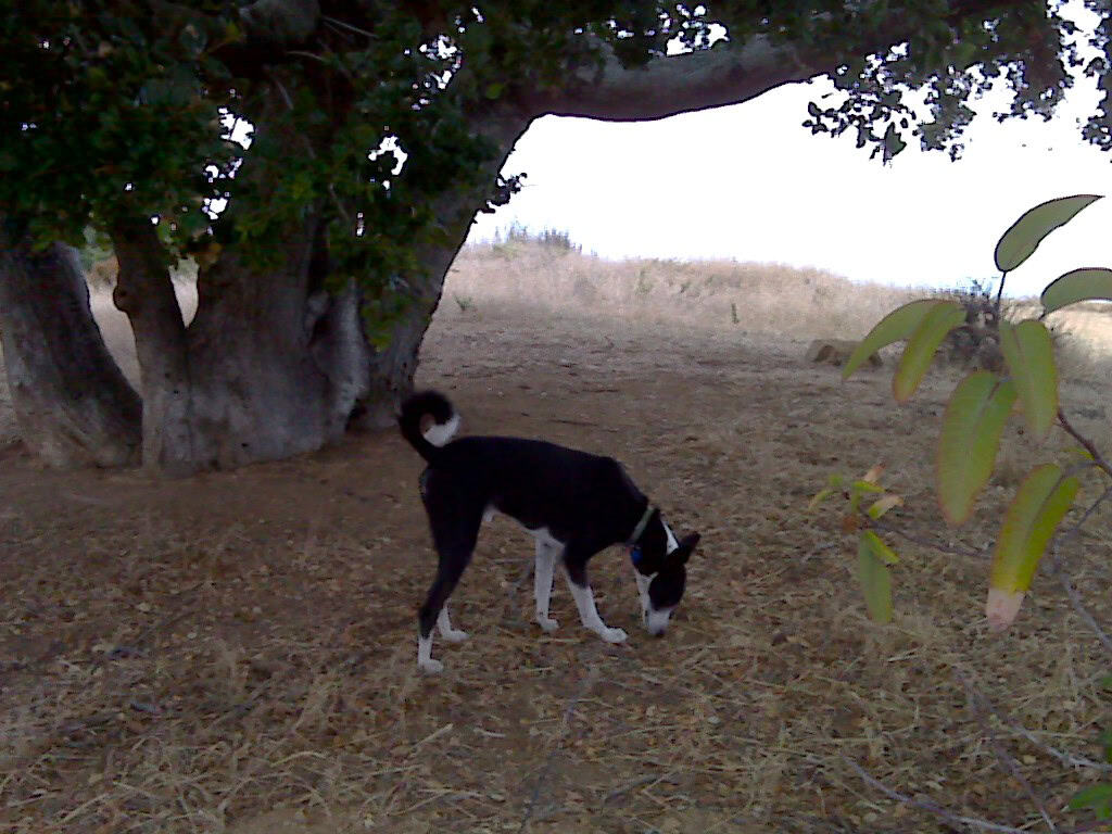 Black and white saluki-cross rescue dog sniffing under a tree in sandy canyon