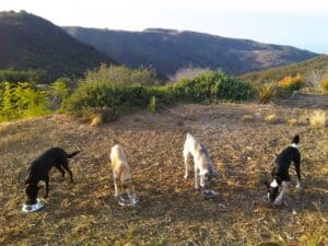 4 medium size dogs eating in a row in a backyard with canyon behind
