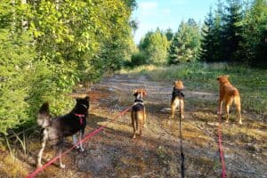 4 medium size dogs on long lines on a forest track, standing in a line facing away