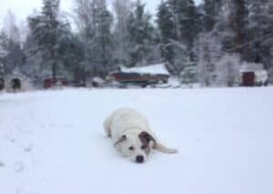 White Labrador pitbull mix dog with brown patch over ear lying in snow