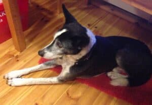 Black and white saluki-cross rescue dog scared of fireworks lying on hardwood floor on red fluffy mat under table