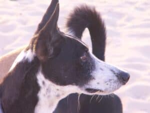 Black and white saluki cross rescue dog standing in desert looking to the right