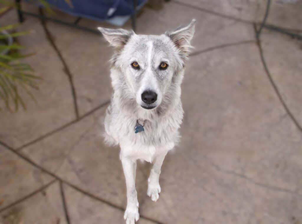 Wolf like gray and white saluki cross dog sitting on pink paving slabs looking up at camera