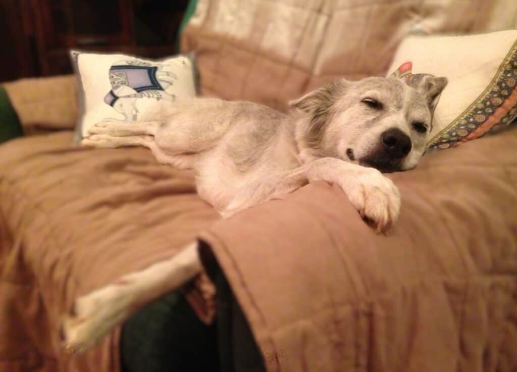 Wolf like gray and white saluki cross dog stretched out sleeping on brown sofa