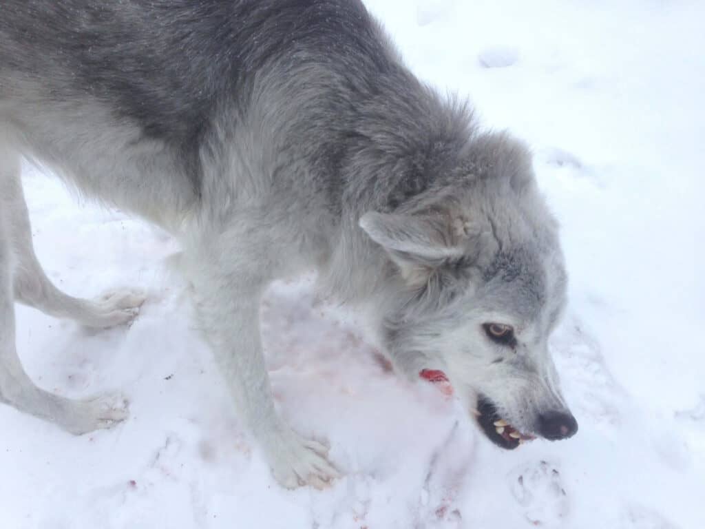 Wolf like gray and white saluki cross dog standing in snow snarling and growling, with top lip raised and teeth showing