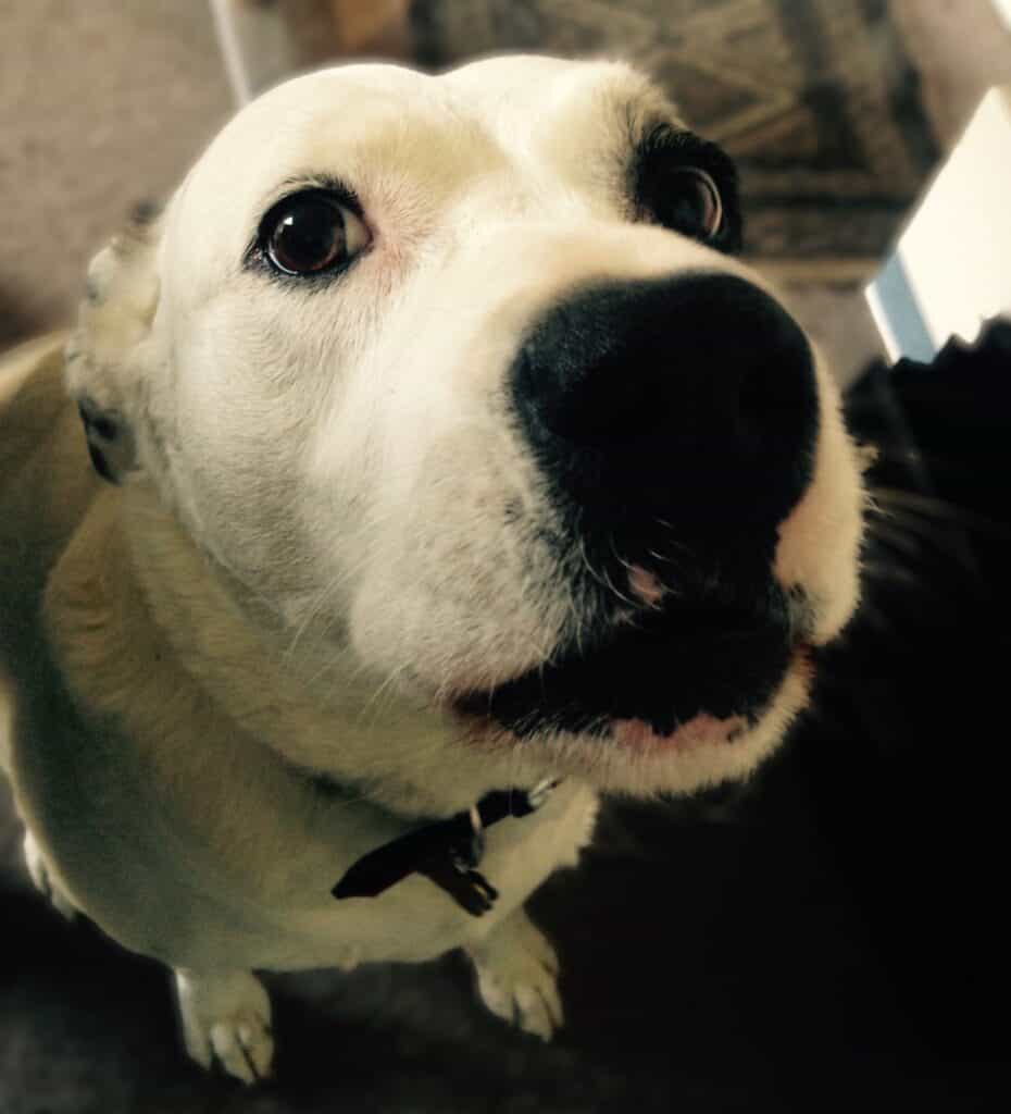 White Labrador Pit Bull cross dog with brown patch over one ear sitting with ears back looking up, looking anxious