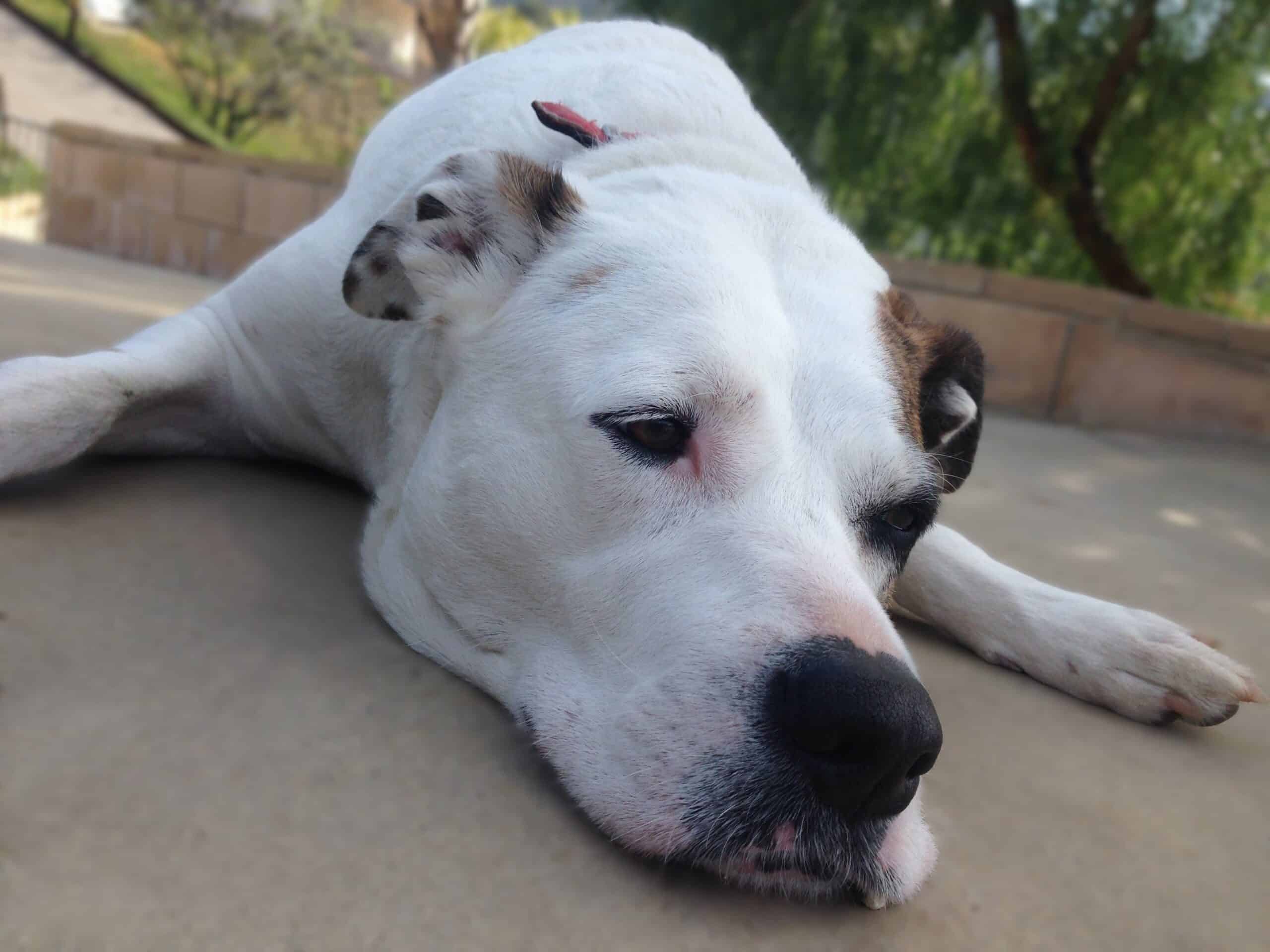 White Labrador Pit Bull cross dog with brown patch over one ear, lying flat on concrete with chin on the ground between her front paws