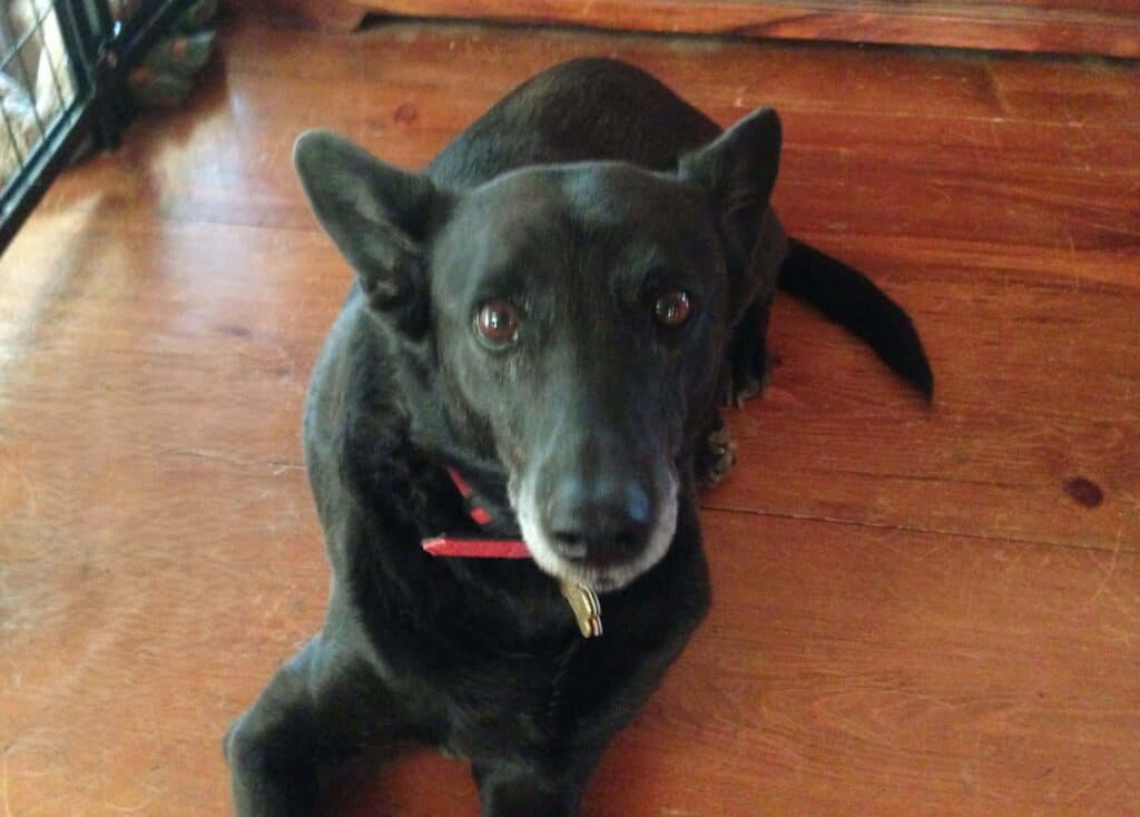 Black shepherd mix dog wearing red collar lying on wooden floor with anxious expression