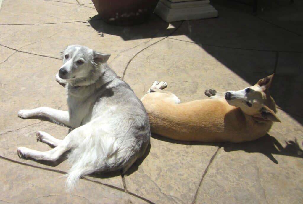 Gray and white dog and sandy color dog lying on gray paving stones in teh sun