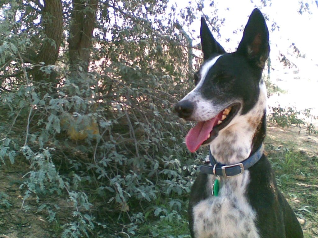 Happy black and white saluki cross dog sitting in desert in front of bushes with mouth open and tongue  sticking out