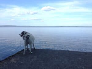 White Labrador Pitbull mix dog with brown patches on tail and ears, standing on concrete jetty facing outwards looking at calm lake
