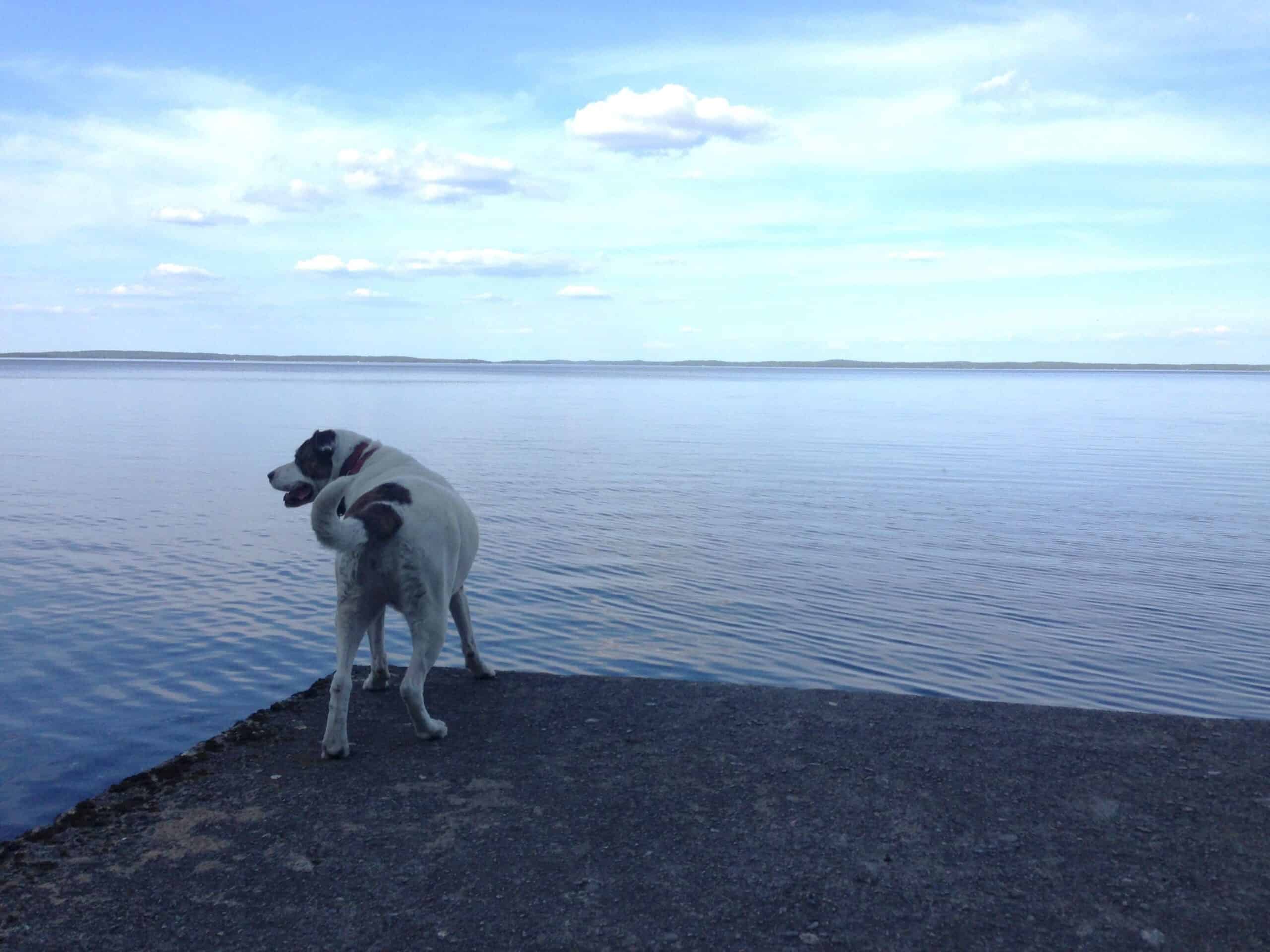 White Labrador Pitbull mix dog with brown patches on tail and ears, standing on concrete jetty facing outwards looking at calm lake