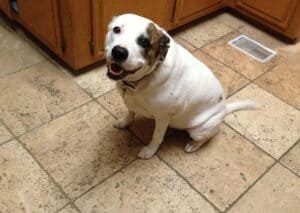White Labrador Pit Bull cross dog with brown patch over one ear sitting on beige tiled kitchen floor with ears back looking anxiously up at camera
