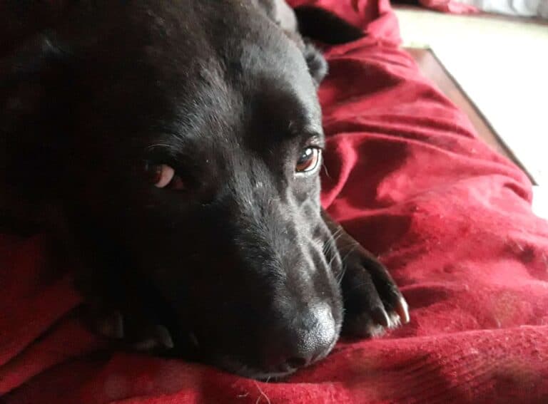 Fearful black dog with brown eyes lying on red blanket looking up at camera
