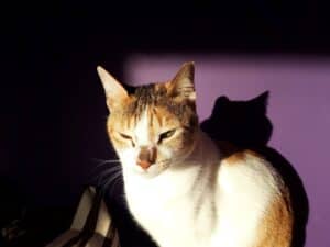 Tortoiseshell and white cat sitting in sun with purple wall behind, showing her shadow