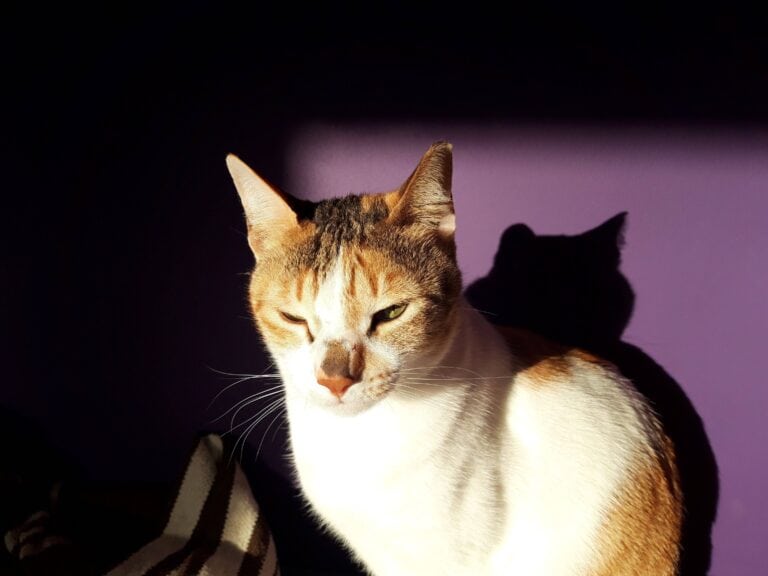 Tortoiseshell and white cat sitting in sun with purple wall behind, showing her shadow