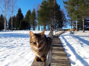 Tabby cat sitting on top of wooden fene railing next to steps, with snow, pine trees and blue sky behind