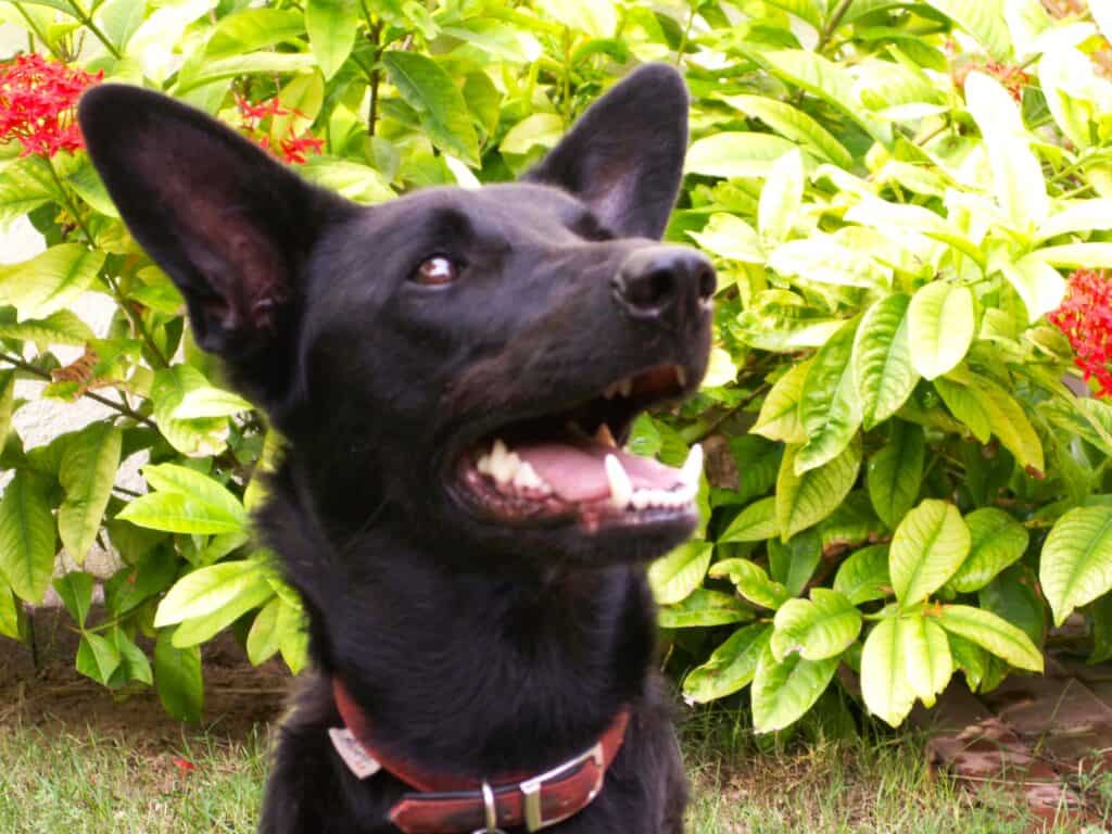 Headshot of black shepherd cross rescue dog sitting in front of bright green bush looking up waiting to be fed