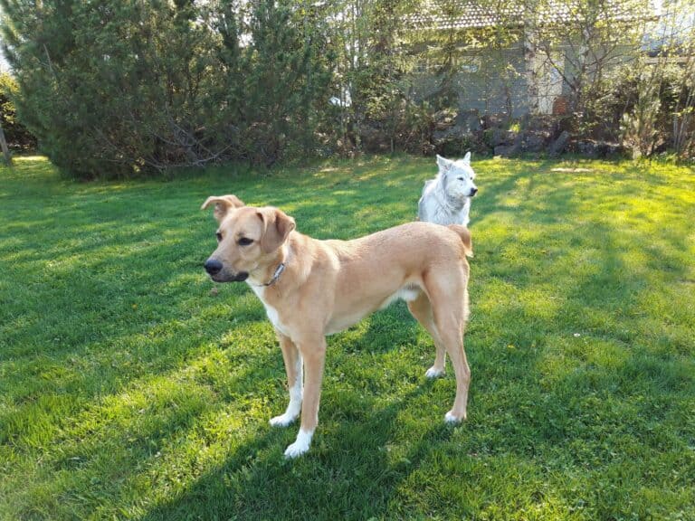 Large tan color dog standing on lawn looking to the left, with medium size gray dog standing behind looking to the right