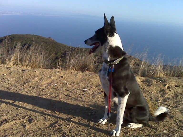 Anxious black and white saluki cross dog sittingon top of hill looking down at blue ocean