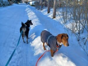 One eyed dachshund with long legs standing in snow wearing a Hurtta extreme warmer dog winter parka, with larger black dog standing behind her facing away