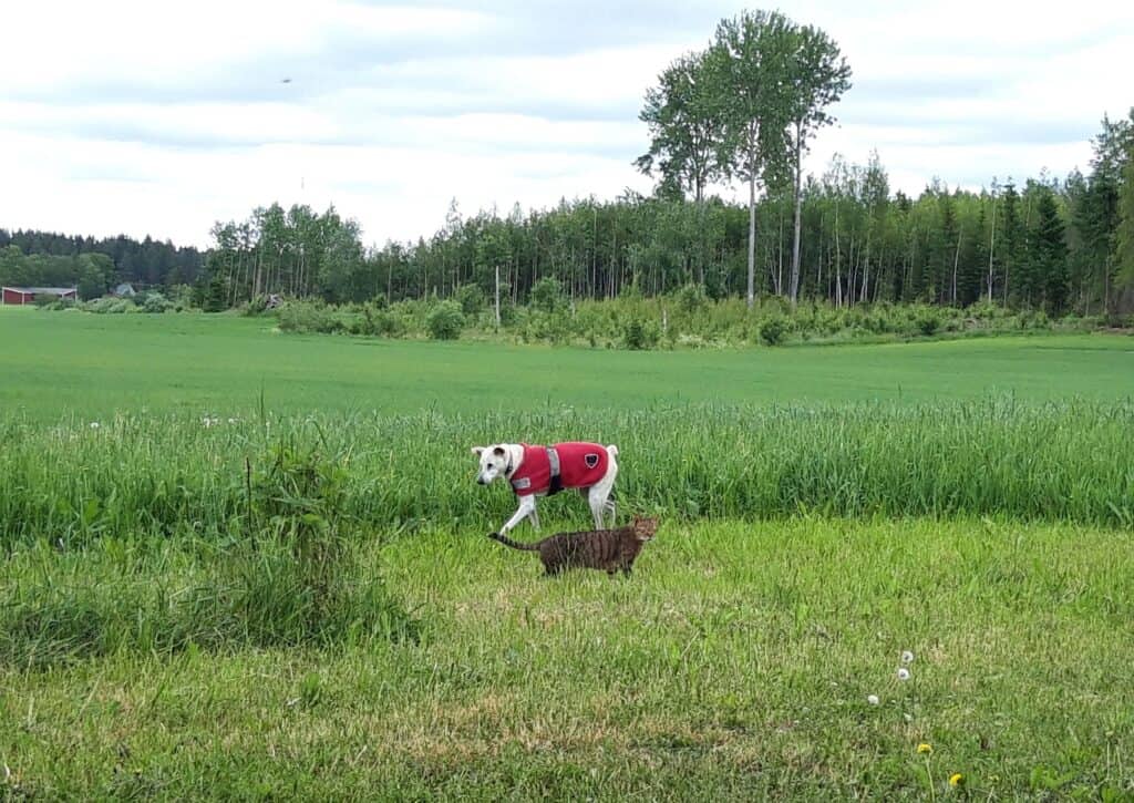 Senior desert dog wearing red fleece walking around field with tabby cat friend