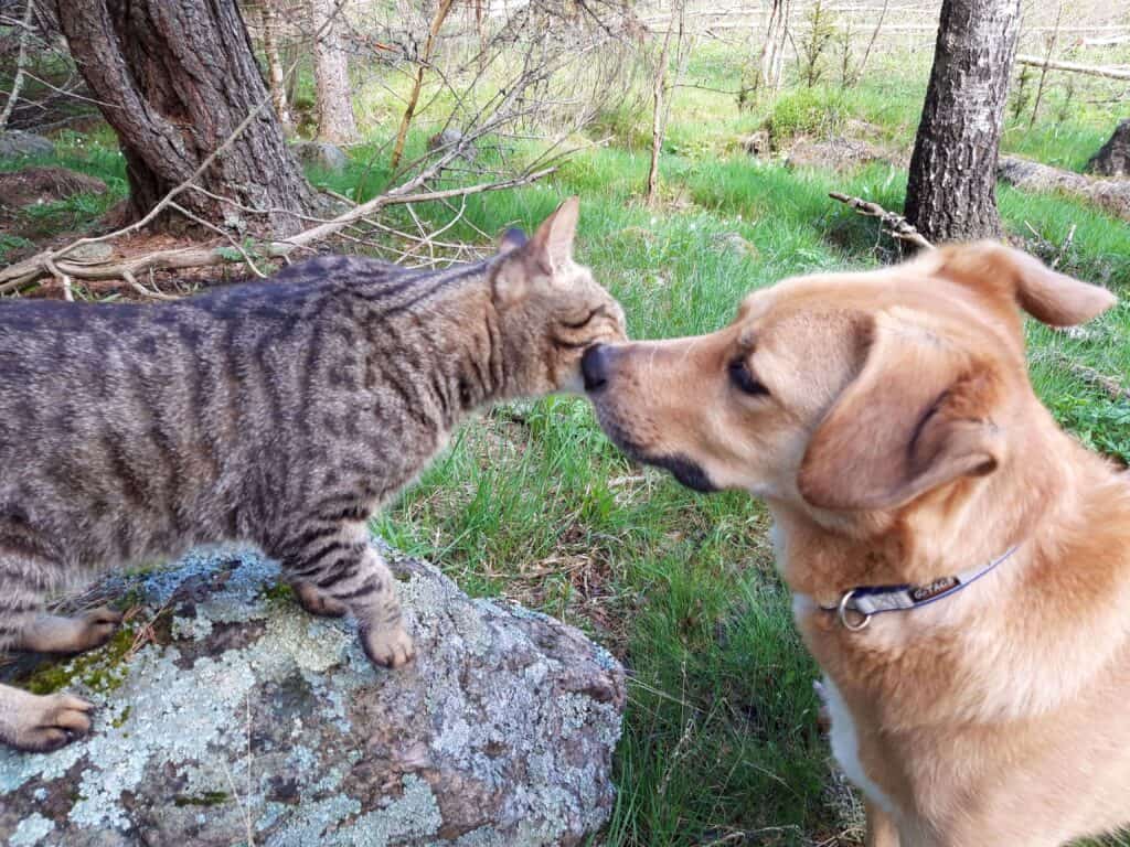Tabby cat sitting on rock in forest rubbing head against large tan dog's face