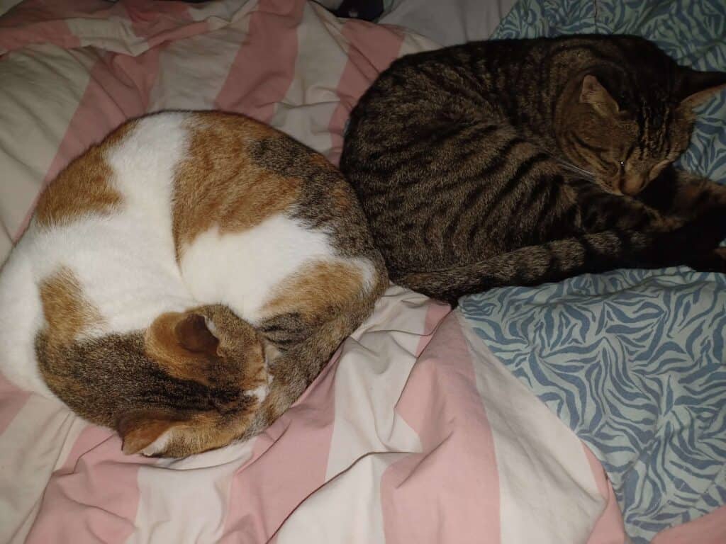 Bonded tortoiseshell cat and tabby cat sleeping up against each other on orange and white striped blanket