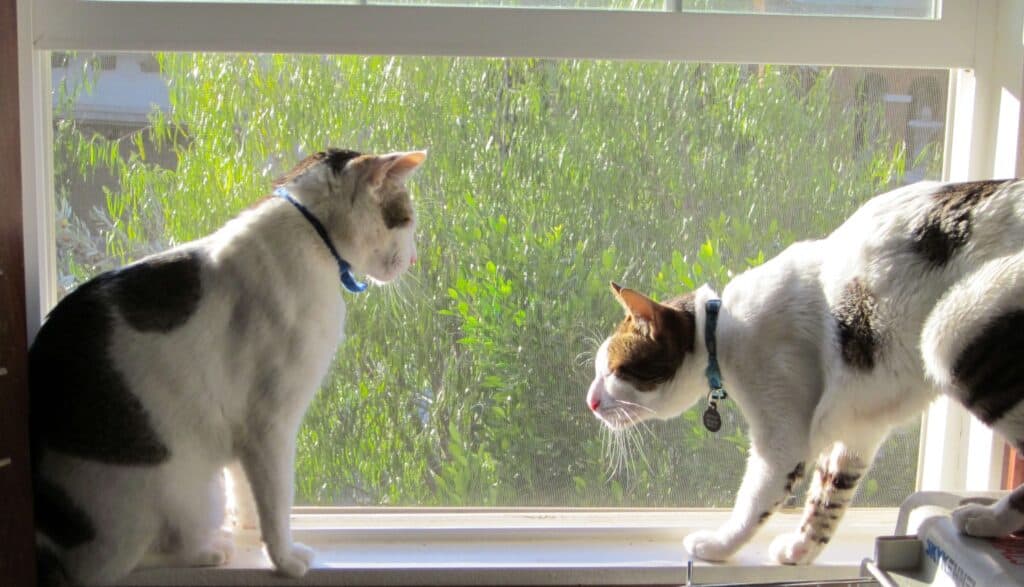 Two white cats with gray markings sitting on window ledge staring at each other with hostility and potential aggression