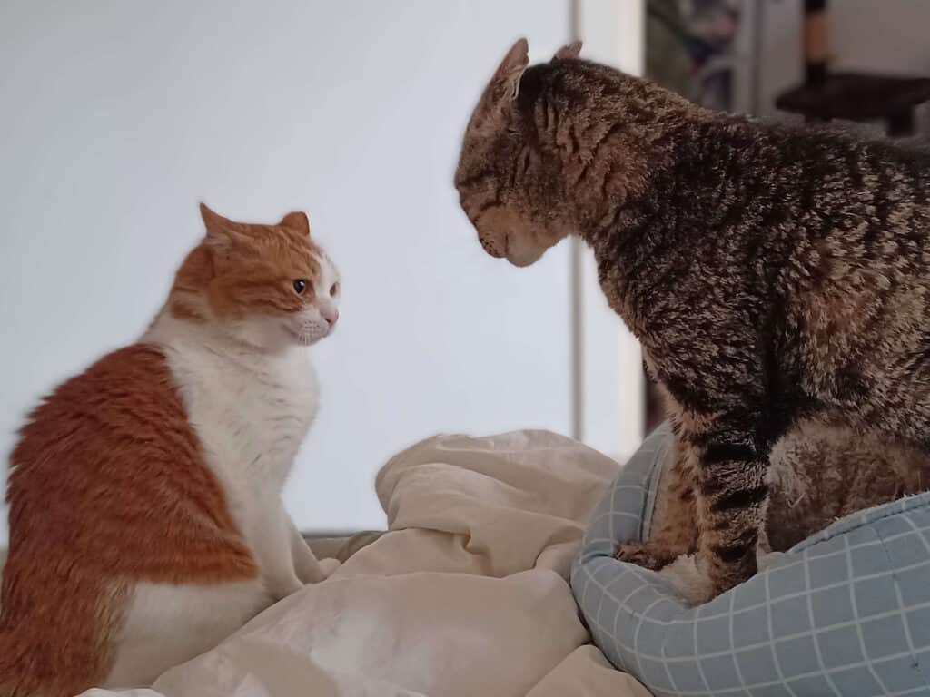 Tabby cat with ears back being aggressive toward orange and white cat, sitting with dilated pupils, pinned back ears, and tense posture