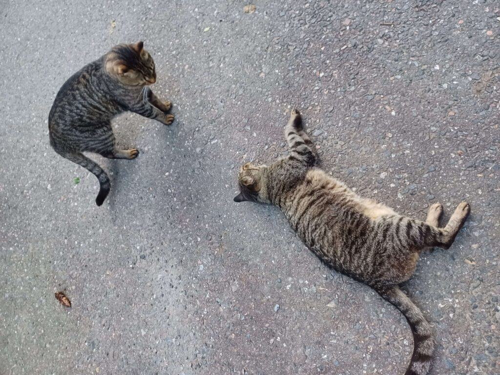 Two tabby cats playing on tarmac, one standing and one lying on their side, not fighting as indicated by their loose body language