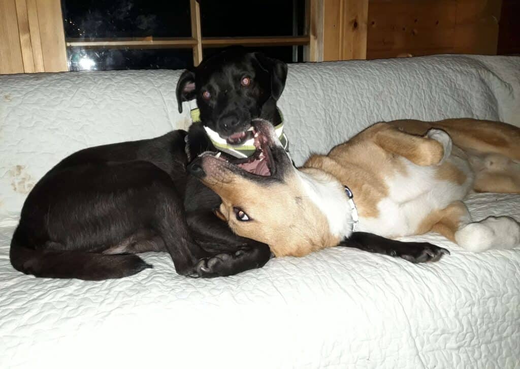 Black Romanian rescue dog and tan Romanian rescue dog playing on sofa, with tan dog looking up at black god with mouth wide open