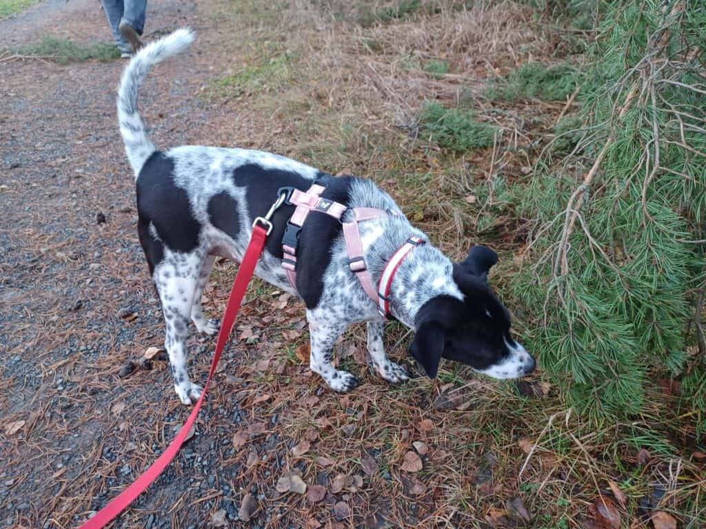 Black and white mottled dog out for a walk sniffing under a pine tree