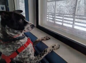 Black and white mottled dog standing on back paws leaning on window ledge, staring out at snow