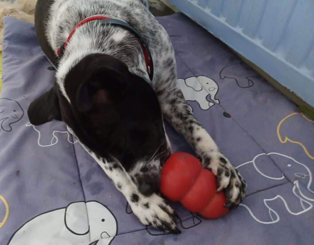Black and white mottled dog chewing on frozen stuffed KONG food puzzle toy