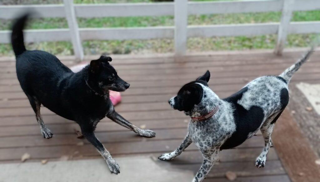 Black and white mottled dog doing a play bow to a black and beige dog friend, also doing a play bow