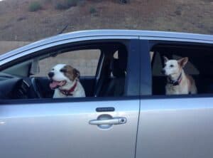 White dog with brown patch over eye sitting in driver's seat and sandy color dog sitting in back seat of parked silver SUV