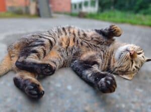 Tabby cat stretching out on tarmac with paws sticking out and belly showing