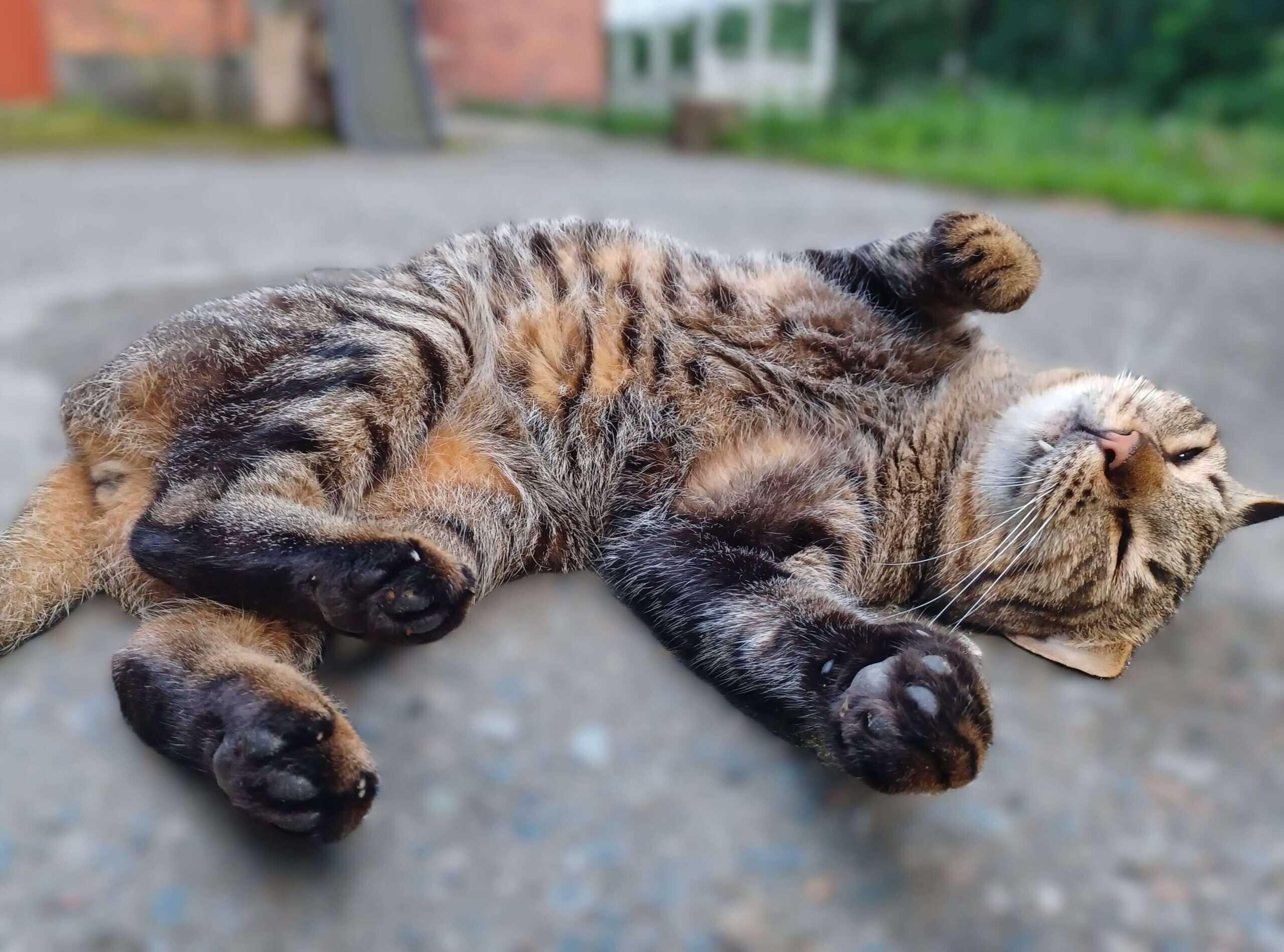 Tabby cat stretching out on tarmac with paws sticking out and belly showing