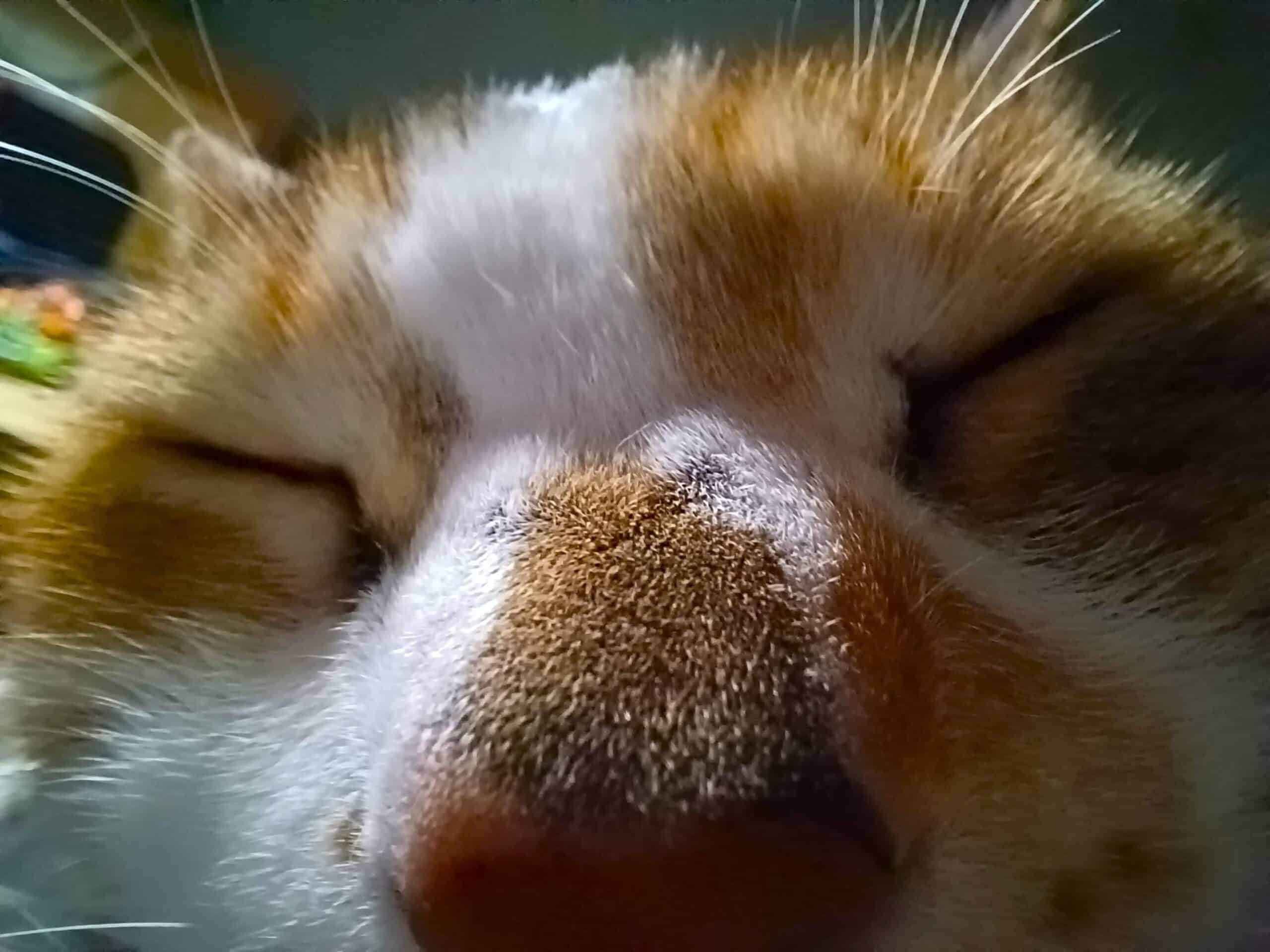 Close up of tortoiseshell cat's eyes (closed) and nose, her body language showing she's calm and content