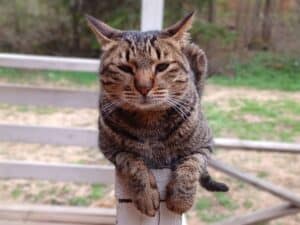 Tabby cat sitting on top of white painted fence railing with front paws curling over the egd of the fence rail, eyes half closed, and ears partly back, demonstrating a range of cat behavior signals