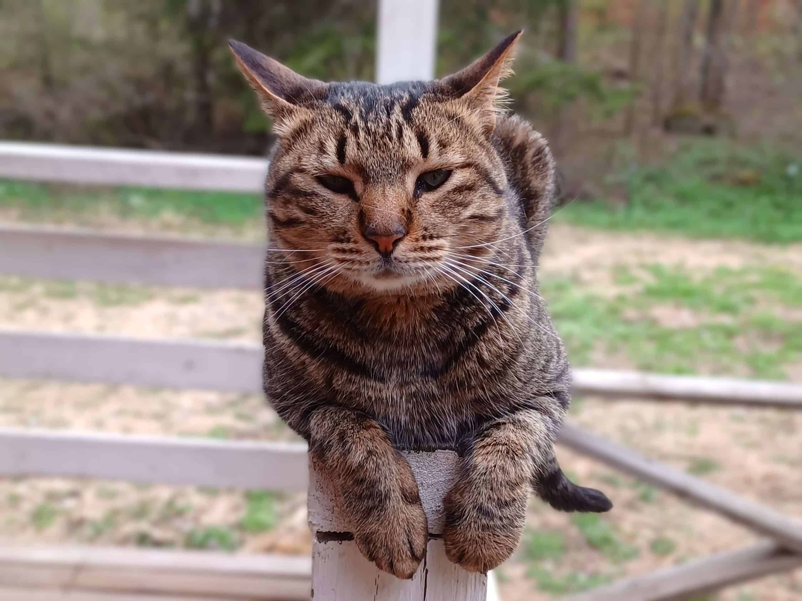 Tabby cat sitting on top of white painted fence railing with front paws curling over the egd of the fence rail, eyes half closed, and ears partly back, demonstrating a range of cat behavior signals