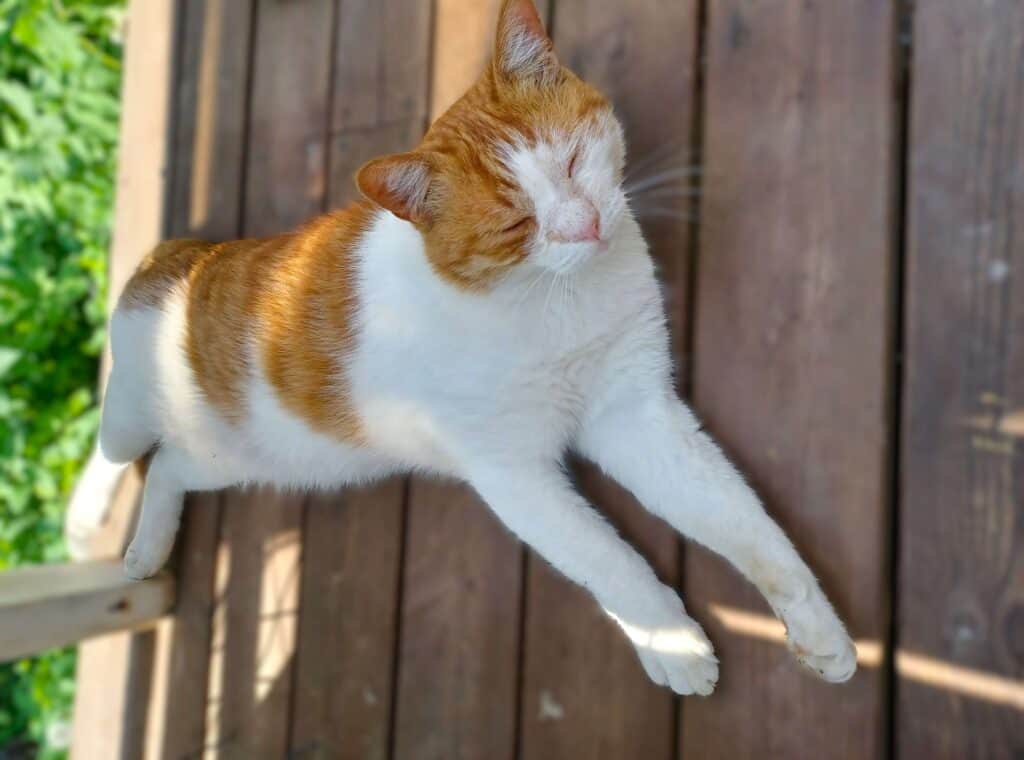Giner and white cat lying on his side on wooden deck with front paws sticking out