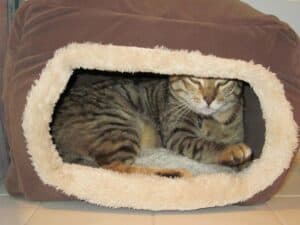 Tabby cat hiding in fluffy bwon cat cave