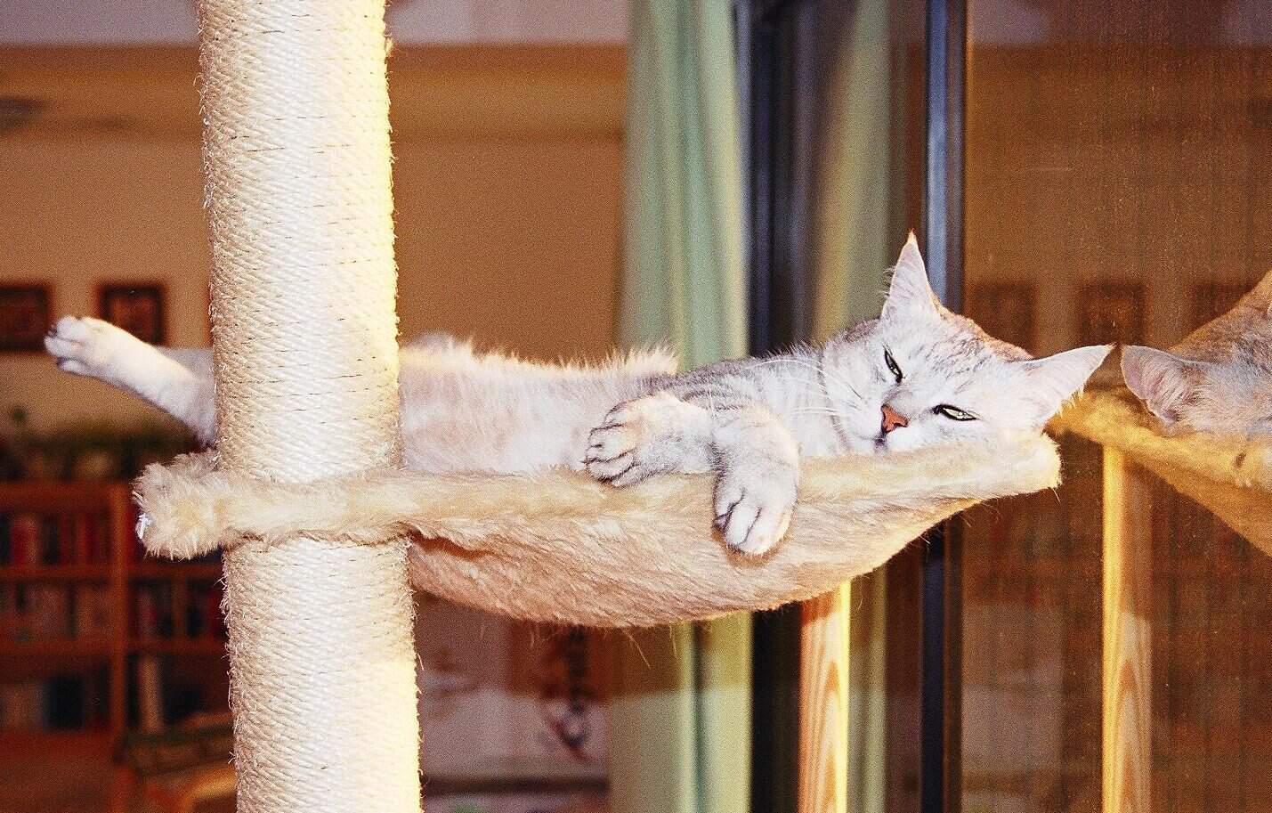 pretty gray and white cat lounging on high cat shelf next to balcony window