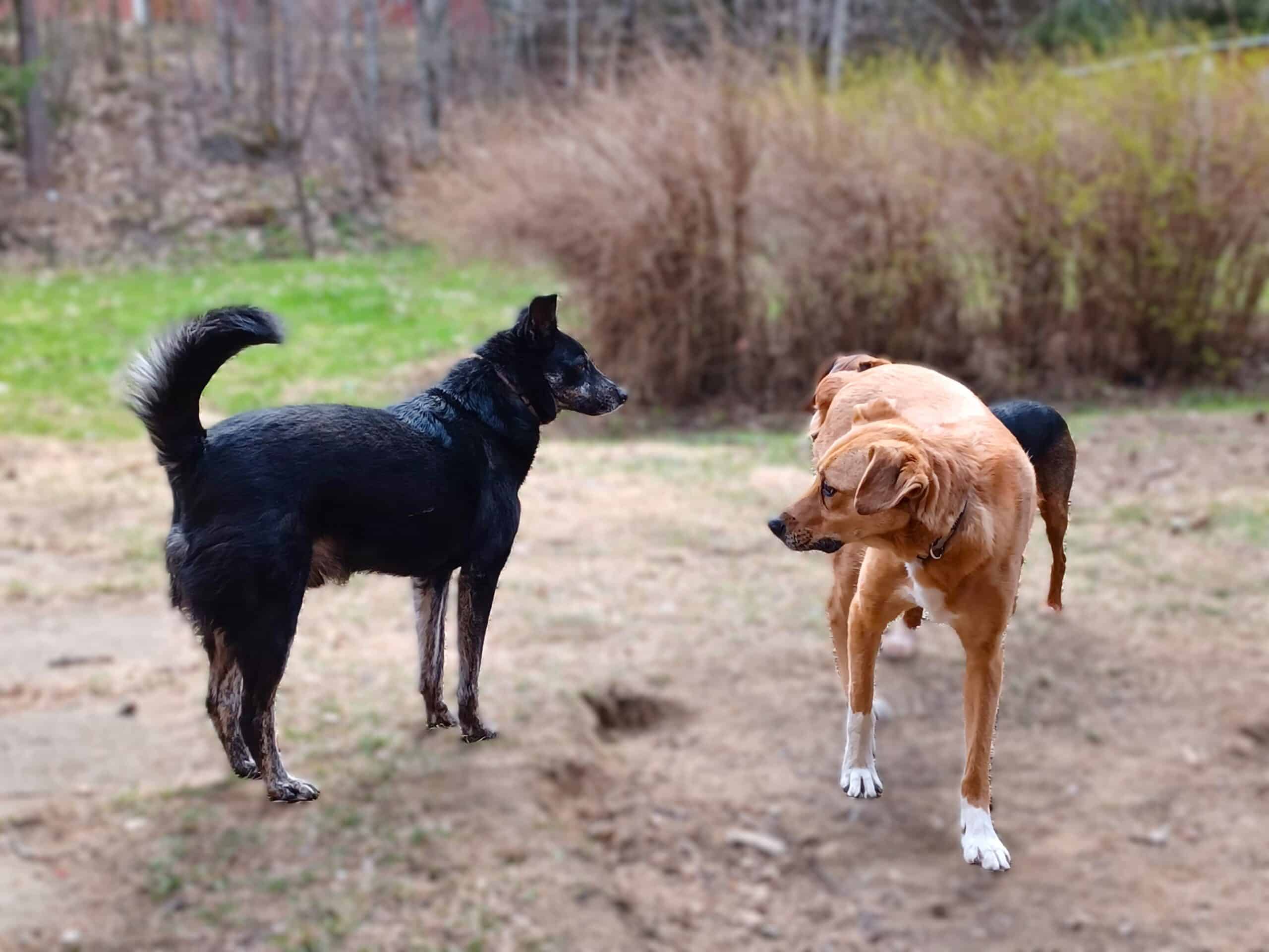 Understanding dog aggression -black dog standing sideways on to large tan dog walking forward and staring at him