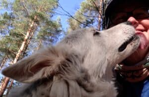 Gray and white wolf=like dog licking owners face in forest saying 'I love you'